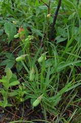 Crotalaria purshii