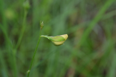 Crotalaria purshii