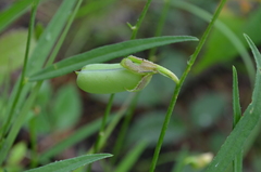 Crotalaria purshii