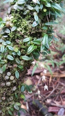 Bulbophyllum conchidioides