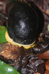 Plekocheilus gibbonius