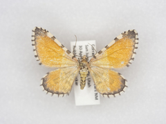 Stamnodes tessellata