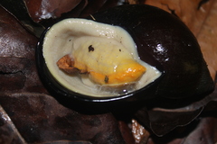 Plekocheilus gibbonius