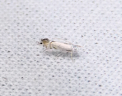 Phyllonorycter clemensella