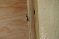 Melanoplus punctulatus