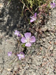 Clarkia bottae