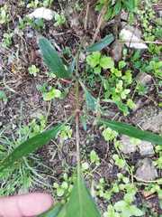 Ruellia angustifolia