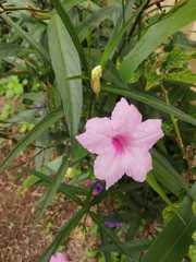 Ruellia angustifolia