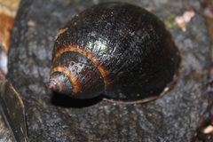 Plekocheilus gibbonius