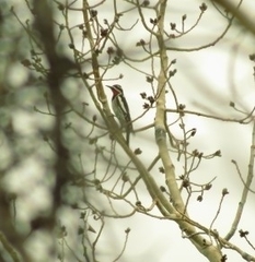 Sphyrapicus nuchalis