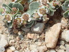 Perdita minima