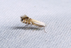 Phyllonorycter lucidicostella