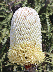 Banksia speciosa
