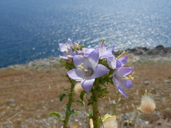 Campanula versicolor tenorei