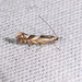 Phyllonorycter propinquinella - Photo (c) Diane P. Brooks, μερικά δικαιώματα διατηρούνται (CC BY-NC-SA), uploaded by Diane P. Brooks