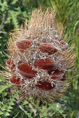 Banksia speciosa