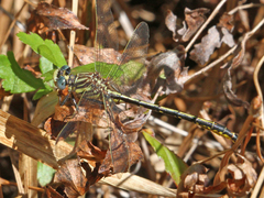 Phanogomphus hodgesi