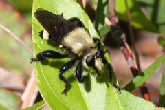 Laphria lata