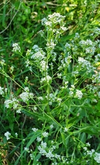 Gypsophila paniculata