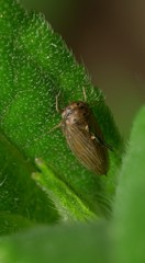 Agallia quadripunctata