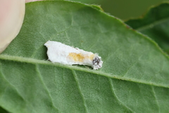 Pulvinaria floccifera