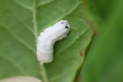 Pulvinaria floccifera