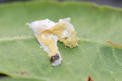 Pulvinaria floccifera