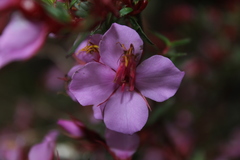 Monochaetum uribei