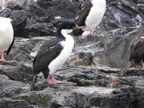 Leucocarbo atriceps