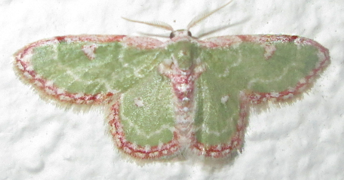 Ornate Emerald