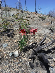 Lilium bolanderi