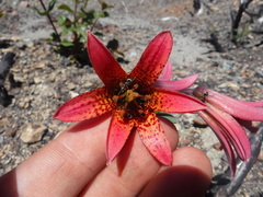 Lilium bolanderi