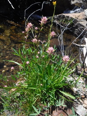 Castilleja elata