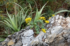 Sedum palmeri