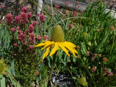 Rudbeckia glaucescens