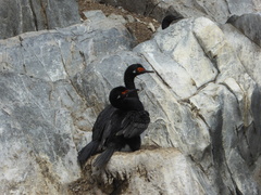 Leucocarbo magellanicus