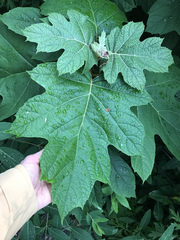 Hydrangea quercifolia