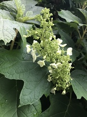 Hydrangea quercifolia