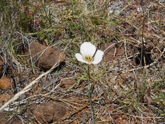 Calochortus howellii