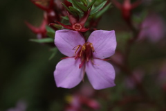 Monochaetum uribei