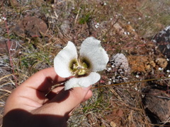 Calochortus howellii