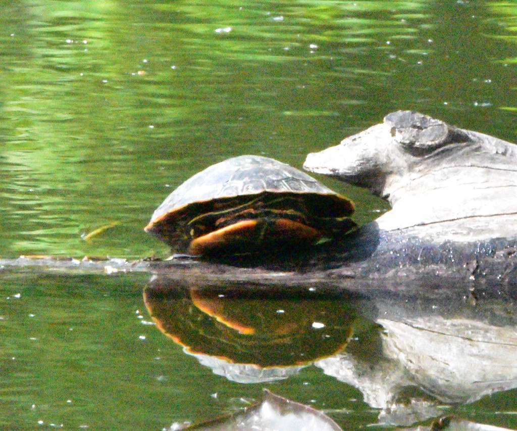 Painted Turtle from 1001 S Americana Blvd, Boise, ID 83706, USA on May ...