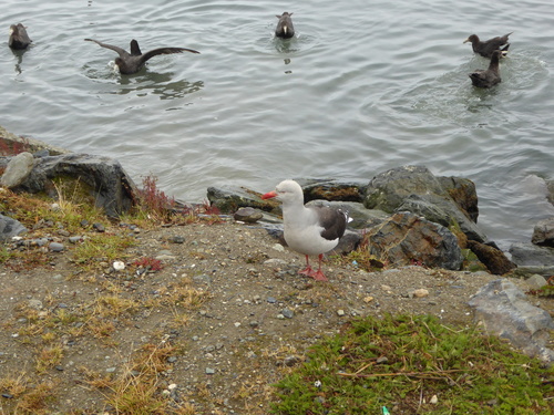 Leucophaeus scoresbii