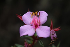 Monochaetum uribei