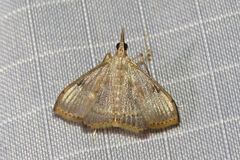 Clupeosoma