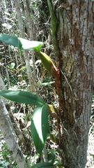 Bulbophyllum coriophorum