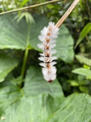 Neopreptos marathusa