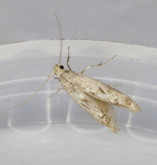 Blastodacna bicristatella