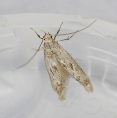 Blastodacna bicristatella