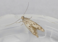 Blastodacna bicristatella
